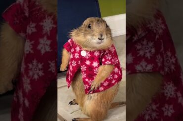 Rabbit cute #rabbit #cute