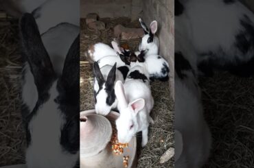 New Rabbits #animals #rabbit #bunny #cuterabbit #shortsvideo #petrabbit #catcute #animal #cat #cute
