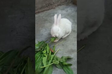 cute rabbit funny eating #pets #subscribe #shorts
