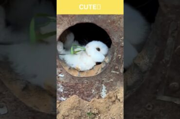Cute Rabbit || Animals || Shorts #tractorvideo #cilokak  #baby #cowvideos #homemaranha