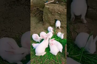 cute rabbit baby #rabbit #cute #baby #youtubeshorts #viral #funny