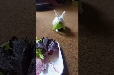 cute bunny #viral #shorts#viral