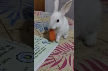 Baby bunny/@cutebunnies193