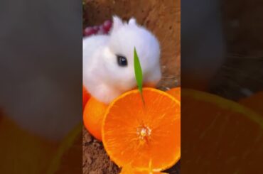 Rabbit enjoying natural food #shorts #cute #rabbit #bunny