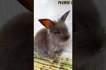 Cute Grey Colour Baby Bunny