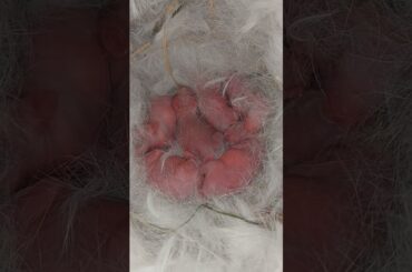 Cute Newborn Baby Bunny #youtubeshorts #shorts #cute