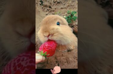 cute rabbit #shorts #youtubeshorts #shortsvideo