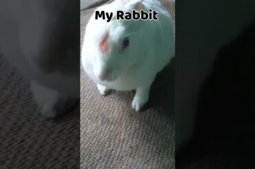 Other Rabbit vs My Rabbit ft. @RabbitFunCorner #rabbit #shorts #cute #bunny