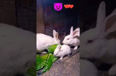 Cute Baby Rabbits Playing,Feeding Activities | Bunny Rabbit(Baby Rabbits)#RunnyRabbits #Babyrabbits