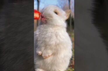 Cute rabbit. A beautiful moment.   #1299- #shorts