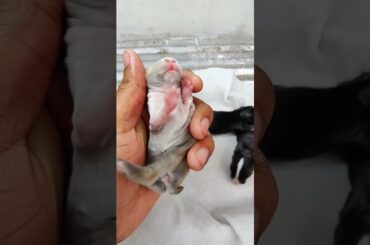 Little Rabbit Sound - So Cute Baby Bunny #love #pets