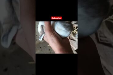 cute bunny #petsandanimals #shorts