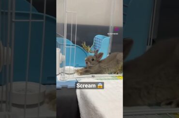 Cute Rabbit Yawn#short #shorts #rabbit #bunny #animals #viral #viralvideo #pets #pet #animal #cute