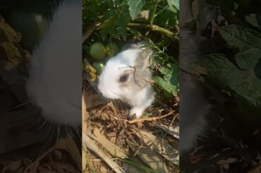 Cute Rabbit Baby Animals #rabbit #baby #bunny