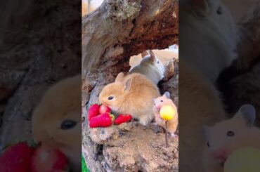 Cute bunny eating strawberry. #cute #pet #bunny