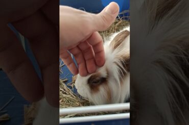 Cute Rabbit #rabbit #video  #shorts