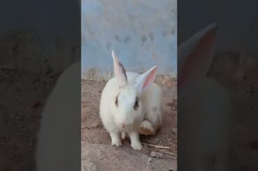 Cute Rabbit Baby #rabbit #baby #animal #bunnies #cutebunny #viralvideo
