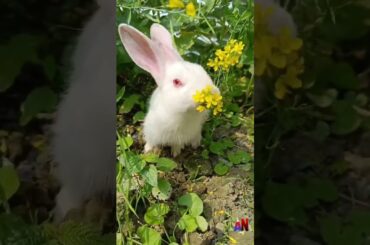 cute rabbit funny video #pets #subscribe #shorts