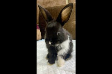 Baby bunny licking | Small rabbit love | Cute calm soothing