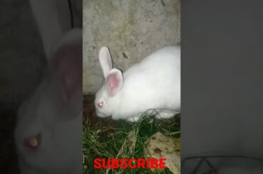 my cute rabbit