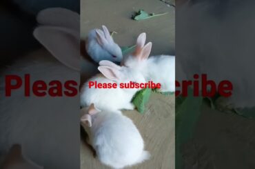 cute rabbit funny masti #pets #subscribe #shorts
