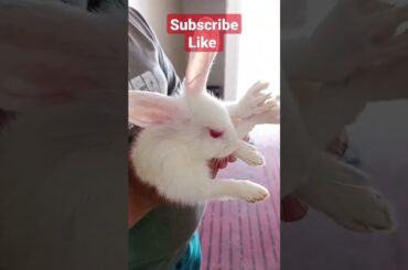 #viral #rabbit #nature #bunny #cuteanimals #cute#cutebunny  #short#shorts#shortsyoutube #pakkokohen