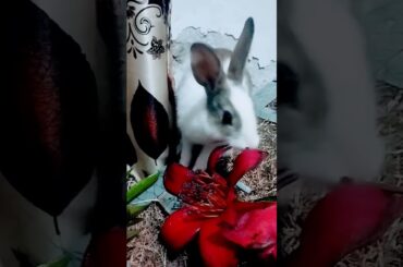 Cute Baby Rabbits Playing,Feeding Activities | Bunny Rabbit (Baby Rabbits)