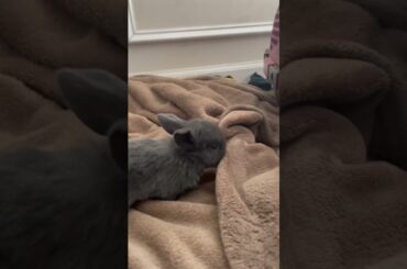 Cute baby bunnies!!!