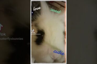 cute bunny closeup #rabbit #animals #twitch #cute #bunny