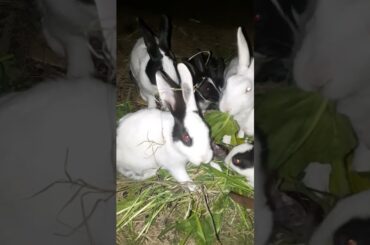 New Rabbits #animals #rabbit #bunny #cuterabbit #viralvideo #cutebunny #shortsvideo #animal#cat#cute