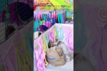 Cute Bunny Steals Treats #bunny #cutepets #petsmart #funnypets