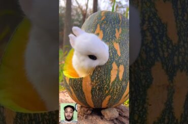cute rabbit animals eating moments | #animals #shorts #rabbit #viralshorts #short