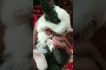 Cute baby rabbit #shorts #youtubeshorts
