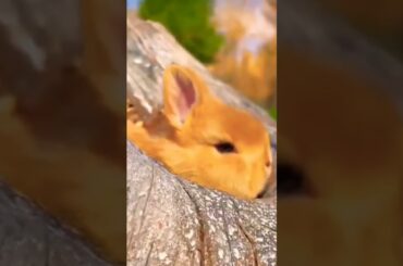 #CUTE#RABBIT#VIRALSHORTS#YTSHORTS#YT