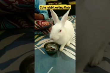 Cute rabbit eating date #shorts #viralshorts #trending