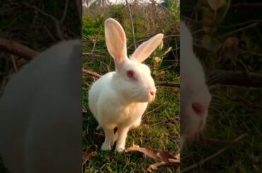 cute bunny....! rabbit #shorts #shortvideo #viral #animals #india #video #love #rabbit