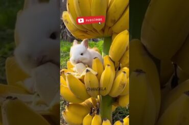 cute baby Bunny #cutebaby #viral#shorts #cute #trending #shorts #trending#cocomelon #nursery