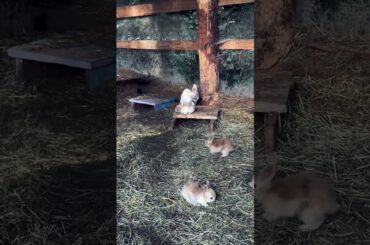 Cute rabbit #cute #cuteanimals #cuterabbit #babyrabbit #animallover #hd_video #viral #viralvideos