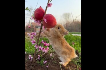 Cute bunny eating peach. #cute #animals #bunny