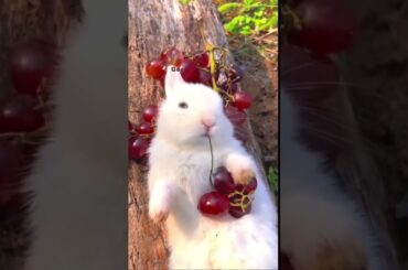cute rabbit funny eating #pets #subscribe #shorts