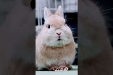 cute rabbit funny video #pets #subscribe #shorts