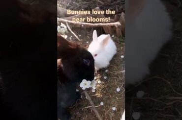Bunnies love the pear blooms! Cute bunny, happy rabbits! #bunny #viral #shorts #rabbit #short