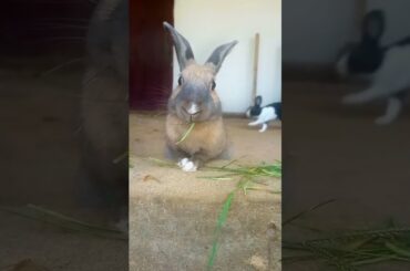 Cute Rabbit #pets #rabbitstory #petstory #bunnies #bunny #Wilbugzsociety #smallanimal #cutebunny