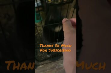 Cute Bunny #cutebunny #rabbit #bunny #bunnyrabbit #cute #petrabbit #cutepet