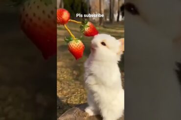 cute rabbit funny eating #pets #subscribe #shorts