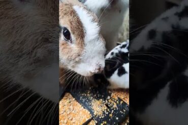 CUTE RABBIT EATING FOOD#shorts#viral@Deetu22