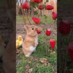 Cute baby rabbit Eating strawberry #rabbit #cutebaby  #foryou