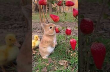 Cute baby rabbit Eating strawberry #rabbit #cutebaby  #foryou