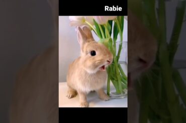 cute bunny videos funny | cute bunny rabbit | cute bunny shorts #pets #funny #viral