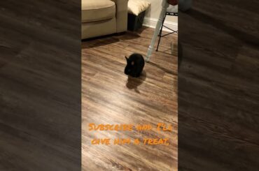 Pet Bunny Pet Rabbit #cutebunny #rabbit #bunny #bunnyrabbit #cute #petrabbit